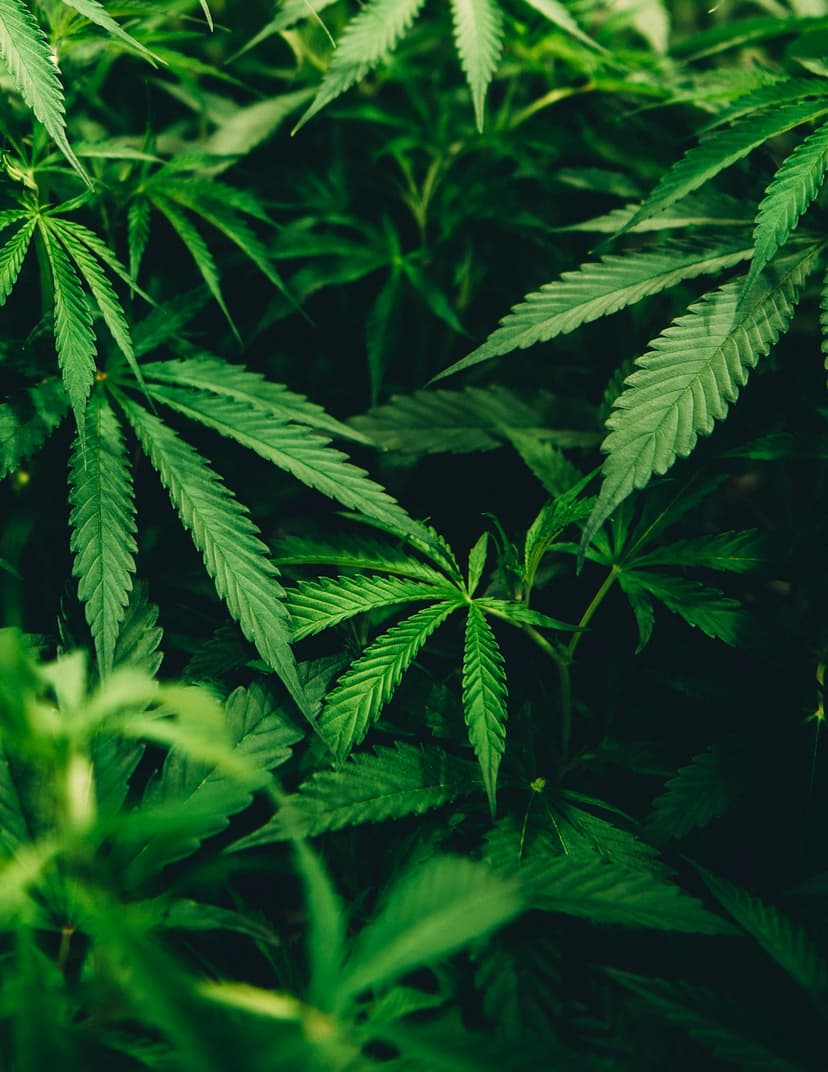 Die neuesten Trends im CBD B2B-Sektor