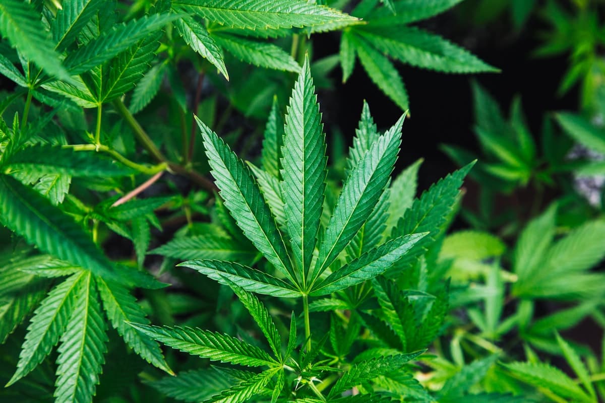 Qualitäts-CBD Blüten Großhandel in Österreich – Jetzt Entdecken!